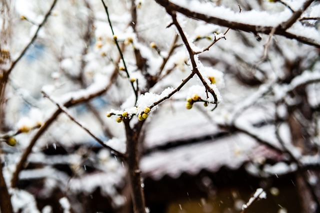斯布鲁克也